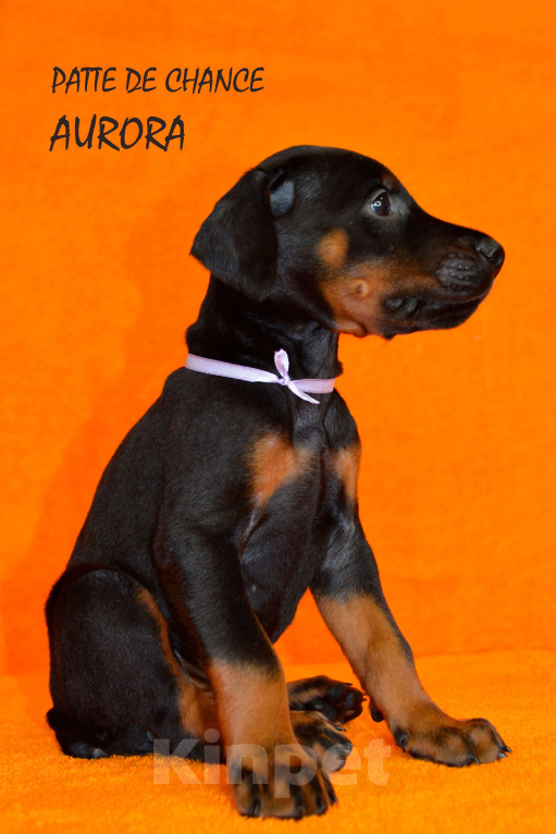 Собаки в Санкт-Петербурге: Щенок добермана Аврора Девочка, 110 000 руб. - фото 4