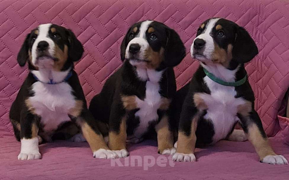 Собаки в Москве: Щенок Энтлебухер Зенненхунд  Мальчик, 60 000 руб. - фото 8