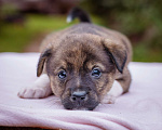 Собаки в Солнечногорске: Тигровый мальчик в дар Мальчик, Бесплатно - фото 4