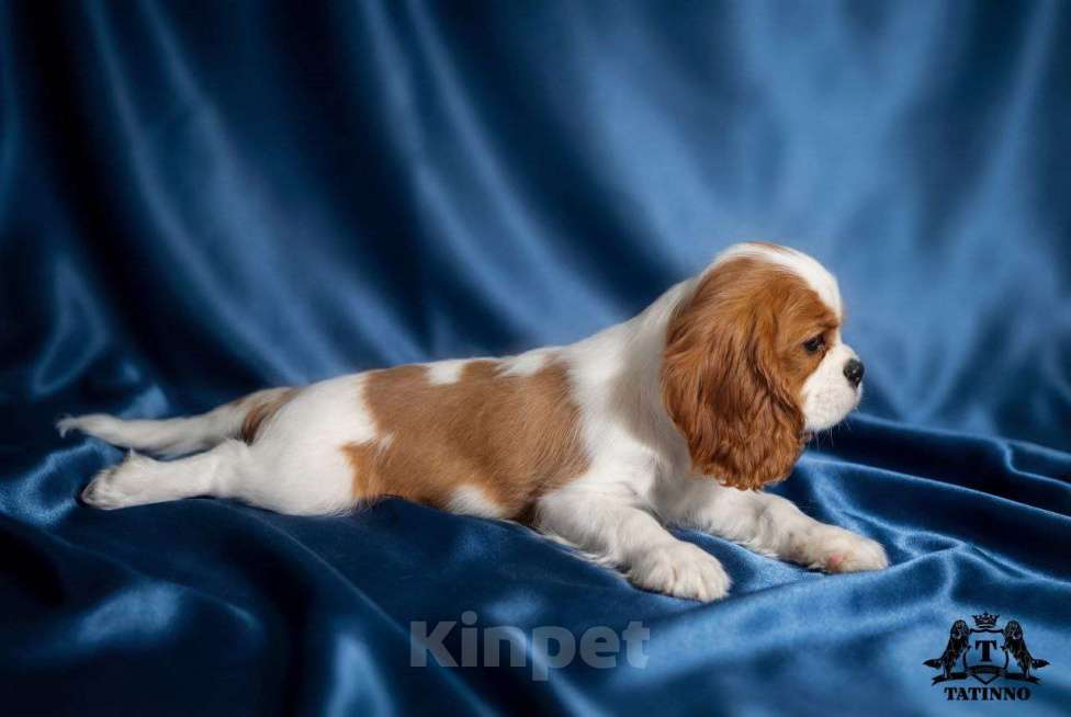 Собаки в Москве: Щенок кавалер кинг чарльз спаниель Мальчик, 150 000 руб. - фото 1