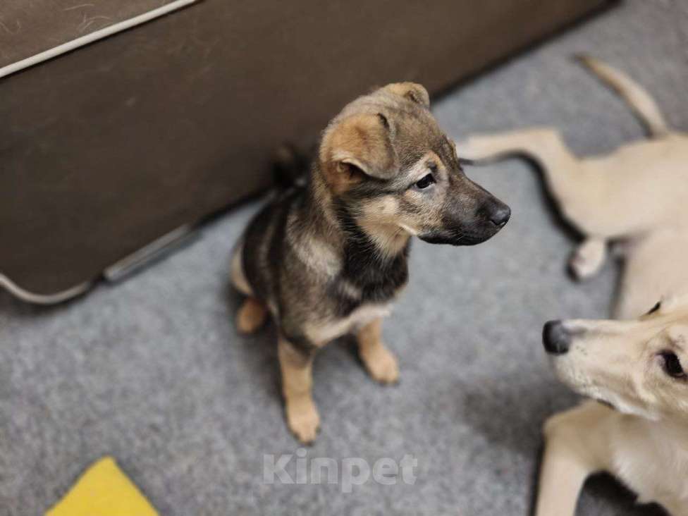 Собаки в Санкт-Петербурге: Малыши 3 месяца — найдены, ищут дом Девочка, Бесплатно - фото 3