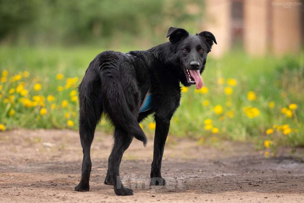 Собаки в Москве: Оникс - отгоняет от себя весь негатив Мальчик, Бесплатно - фото 6