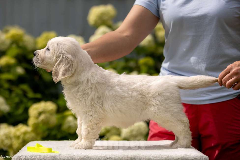 Собаки в Москве: Щенки золотистого( голден) ретривера Девочка, 70 000 руб. - фото 3