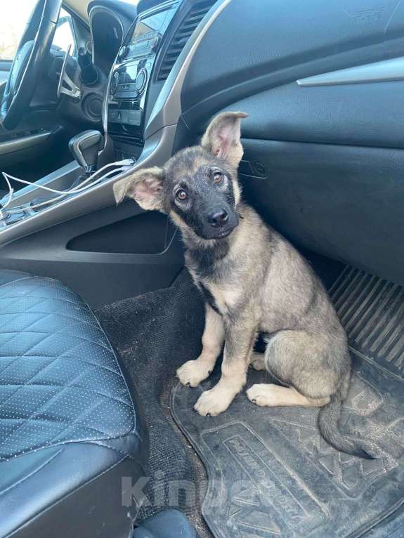 Собаки в Москве: Щенок в добрые руки! Мальчик, Бесплатно - фото 6