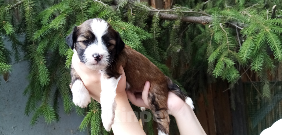 Собаки в Москве: Щенки тибетского терьера  Мальчик, 70 000 руб. - фото 5