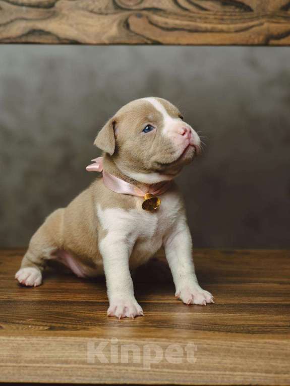 Собаки в Сургуте: Щенки Американского булли  Девочка, 60 000 руб. - фото 8