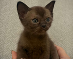 Кошки в Твери: Бурманский котёнок Мальчик, Бесплатно - фото 1