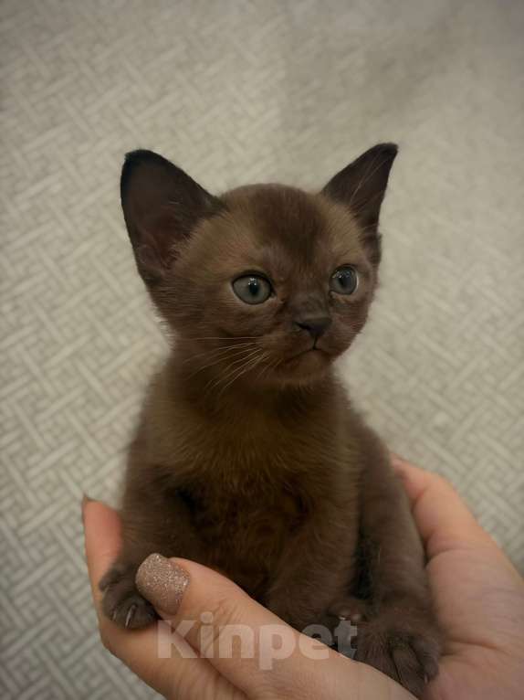 Кошки в Твери: Бурманский котёнок Мальчик, Бесплатно - фото 1