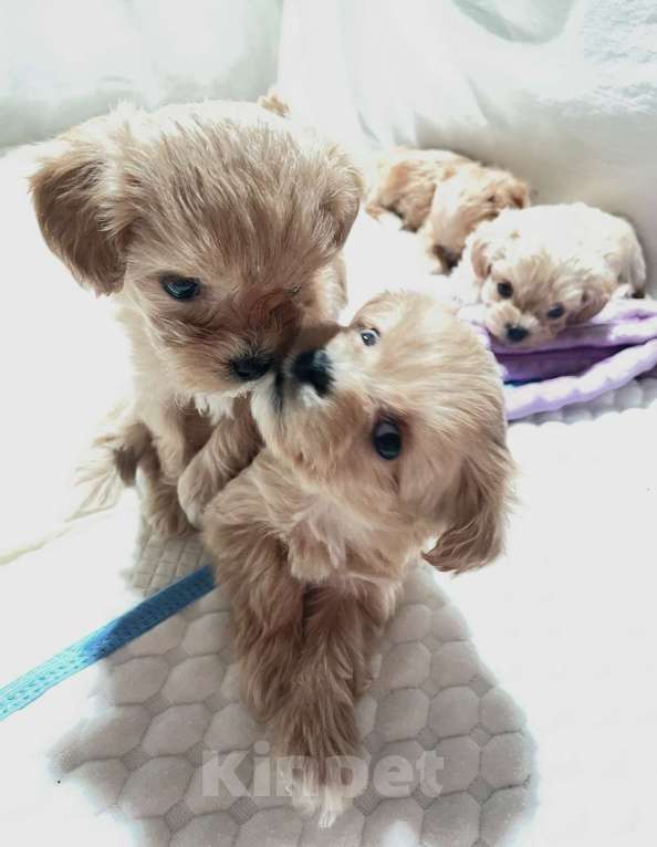 Собаки в Санкт-Петербурге: Маленькие комочки счастья - МАЛЬТИПУ F 1 Девочка, 150 000 руб. - фото 3