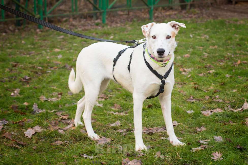 Собаки в Москве: Безумно красивая собака с удивительными глазами Девочка, Бесплатно - фото 2