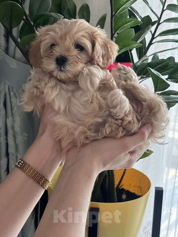 Собаки в Волгограде: Милая девочка Lizzi  Девочка, 100 000 руб. - фото 3