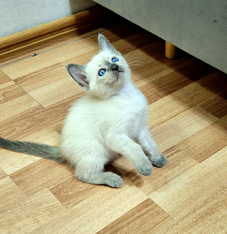 Тайский котенок