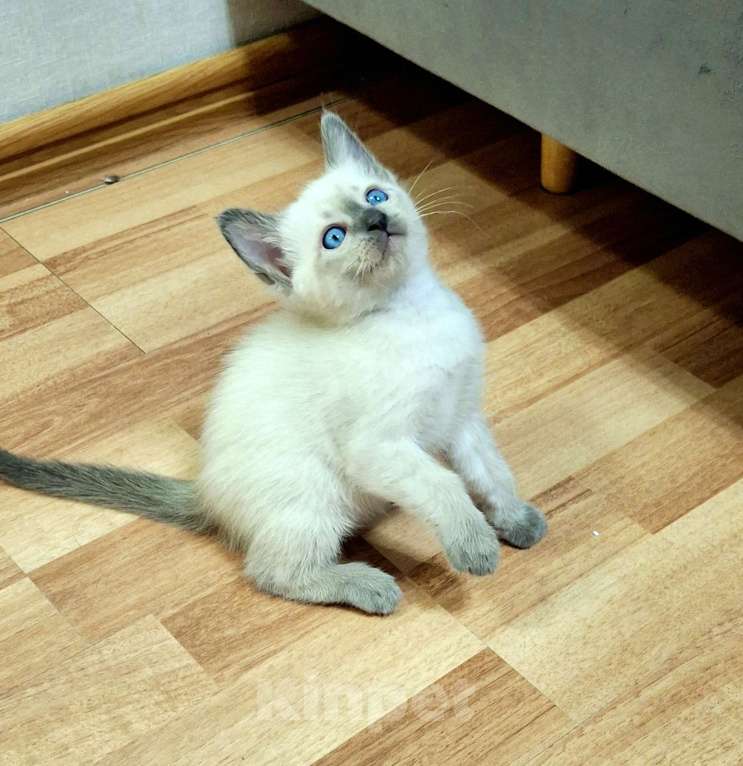 Кошки в Санкт-Петербурге: Тайский котенок Мальчик, 80 000 руб. - фото 1