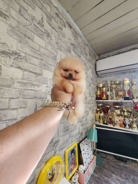 Собаки в Москве: Померанский шпиц  медежоночек РКФ Мальчик, Бесплатно - фото 1