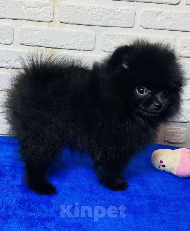 Собаки в Москве: Померанский шпиц  Девочка, 40 000 руб. - фото 4