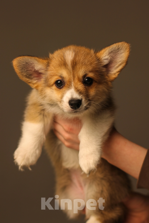 Собаки в Екатеринбурге: Victoria Gold Девочка, 80 000 руб. - фото 5