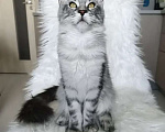 Кошки в Санкт-Петербурге: Котенок мейн-кун черный мрамор на серебре Девочка, 100 000 руб. - фото 7
