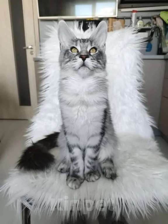 Кошки в Санкт-Петербурге: Котенок мейн-кун черный мрамор на серебре Девочка, 100 000 руб. - фото 7