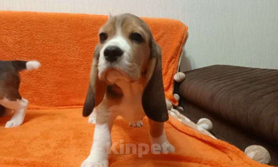 Собаки в Иркутске: Продаются щенки Бигля Девочка, 60 000 руб. - фото 5