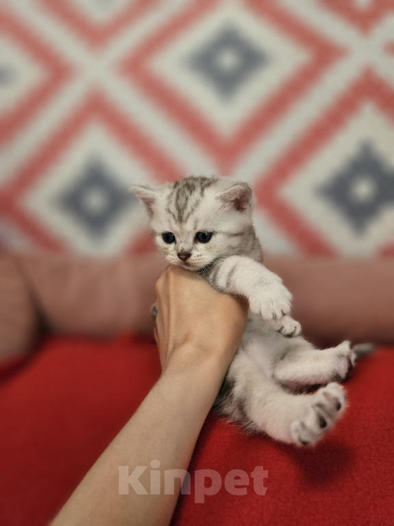 Кошки в Сочи: Шотландская вислоухая Девочка, 35 000 руб. - фото 4
