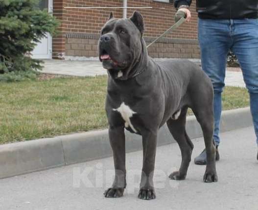 Собаки в Ростове-на-Дону: Щенки Кане Корсо (дети чемпионов) Мальчик, 60 000 руб. - фото 6