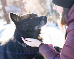 Собаки в Москве: Гаспар, 3 года. Ласковый, послушный пёс в муниципальном приюте. Мальчик, Бесплатно - фото 5
