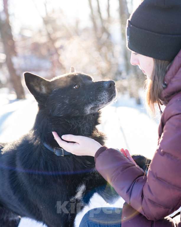 Собаки в Москве: Гаспар, 3 года. Ласковый, послушный пёс в муниципальном приюте. Мальчик, Бесплатно - фото 5