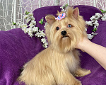 Собаки в Москве: Подрощенный мини йорк девочка голубоглазая Девочка, 100 000 руб. - фото 9