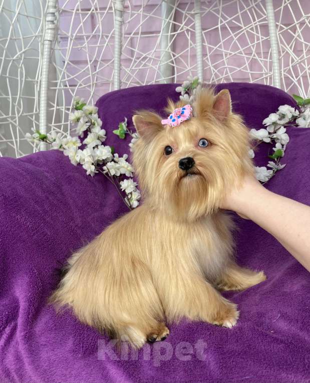 Собаки в Москве: Подрощенный мини йорк девочка голубоглазая Девочка, 100 000 руб. - фото 9