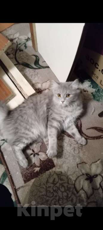 Кошки в Лесосибирске: Отдам в добрые и надёжные ручки Девочка, Бесплатно - фото 1