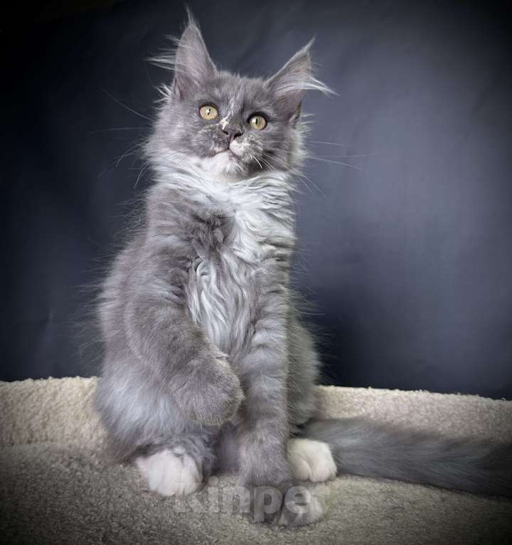 Кошки в Москве: Котенок мейн-кун Девочка, 30 000 руб. - фото 5