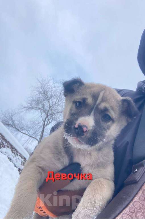 Собаки в Подольске: Щенки 1,5-2 месяца в добрые руки Мальчик, Бесплатно - фото 2