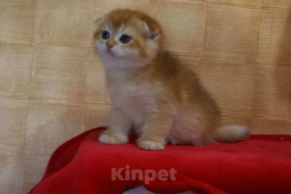 Кошки в Москве: Золотая вислоухая девочка Девочка, 35 000 руб. - фото 1