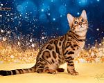 Кошки в Москве: Бенгальский котенок Девочка, 75 000 руб. - фото 3