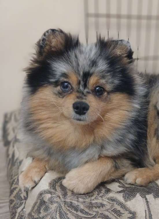 Собаки в Химках: Племенная девочка Девочка, 80 000 руб. - фото 3