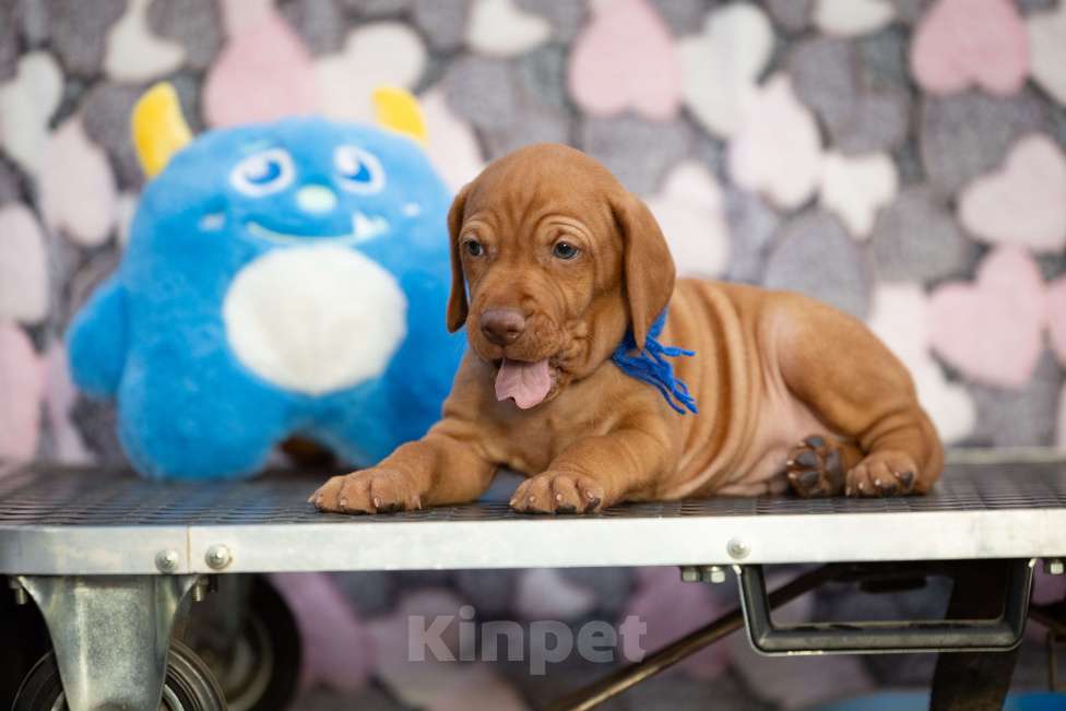 Собаки в Москве: Выжлы малыши Девочка, Бесплатно - фото 2