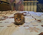 Кошки в Самаре: Котята Девочка, 2 500 руб. - фото 4