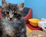 Кошки в Санкт-Петербурге: Котёнок котик. 6 недель. Растёт в домашних условиях Мальчик, Бесплатно - фото 4
