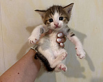 Кошки в Москве: Котик Девочка, Бесплатно - фото 1
