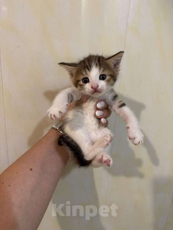 Кошки в Москве: Котик Девочка, Бесплатно - фото 1