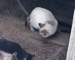 Кошки в Егорьевске: котенок 2. Мальчик, Бесплатно - фото 1