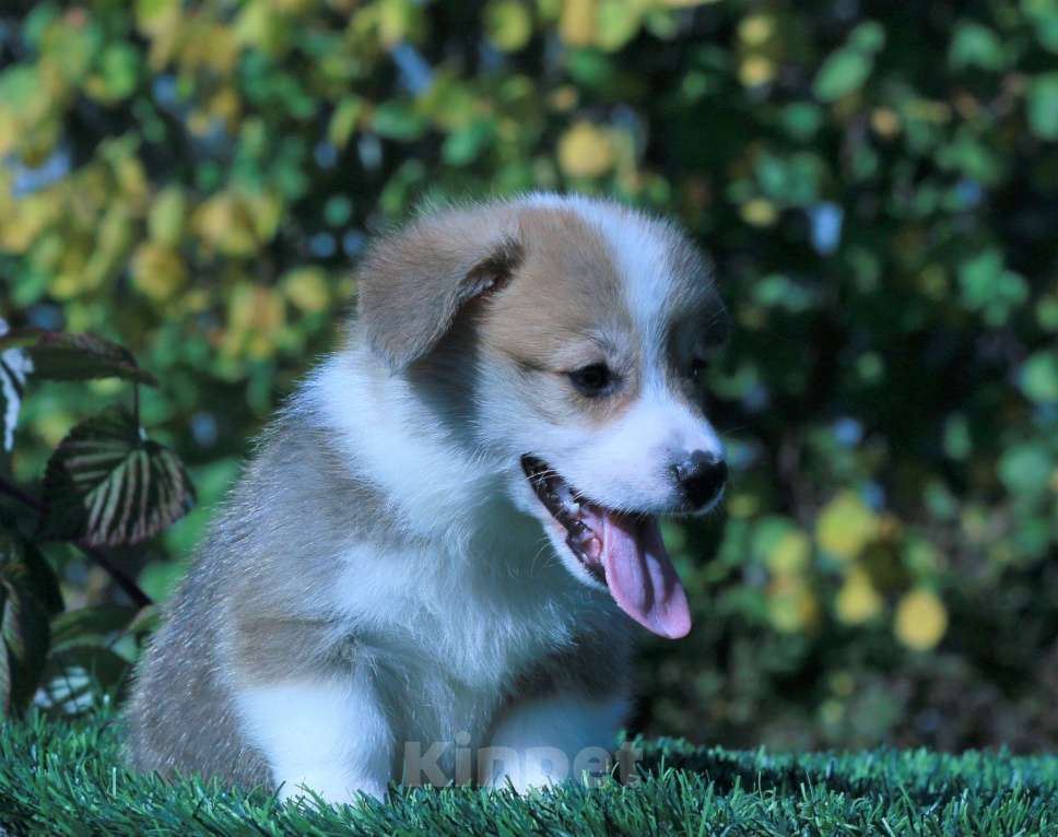 Собаки в Москве: вельш корги пемброк щенки Мальчик, 90 000 руб. - фото 9