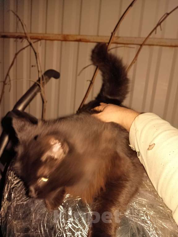 Кошки в Калуге: Пушок Мальчик, Бесплатно - фото 3