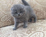 Кошки в Бородино: Плюшевая нежность - шотландские котята, 8 000 руб. - фото 5