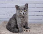 Кошки в Санкт-Петербурге: Голубой британский котенок Мальчик, 35 000 руб. - фото 1