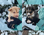 Собаки в Екатеринбурге: Одно месячные щенки Мальчик, Бесплатно - фото 1
