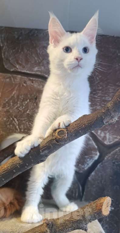 Кошки в Екатеринбурге: Котята Мейн Кун классика и полидакты Мальчик, 30 000 руб. - фото 4