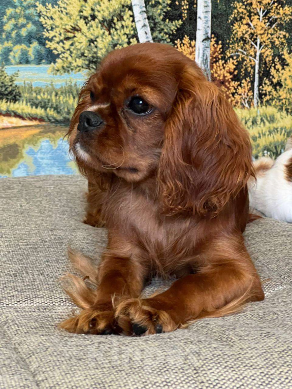 Собаки в Иваново: Очаровательная девочка Девочка, Бесплатно - фото 7