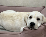 Собаки в Москве: Белоснежная лабрадорша-девочка ждет свою семью !  Девочка, 80 000 руб. - фото 1