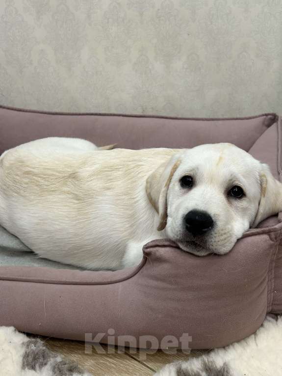 Собаки в Москве: Белоснежная лабрадорша-девочка ждет свою семью !  Девочка, 80 000 руб. - фото 1